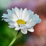 Kora sosnowa na ścieżkach a chwasty: skuteczność